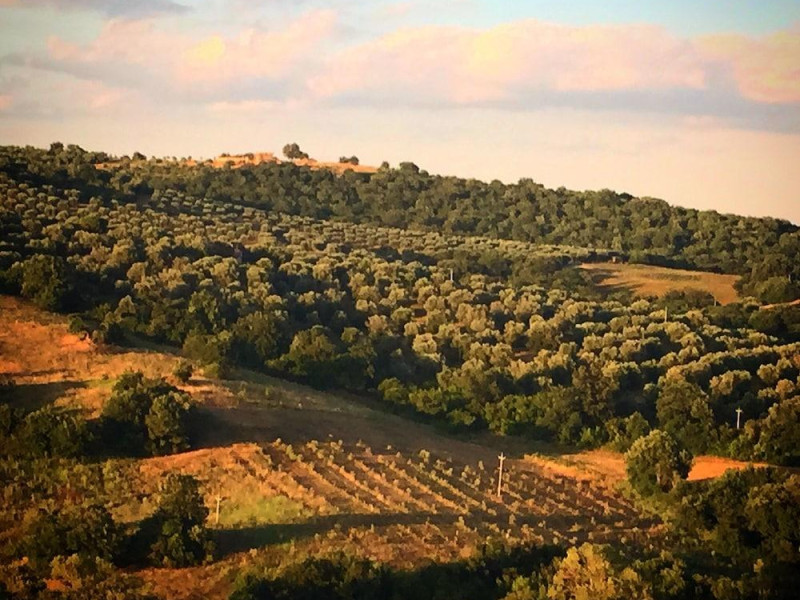 Le Tartarughe B&B