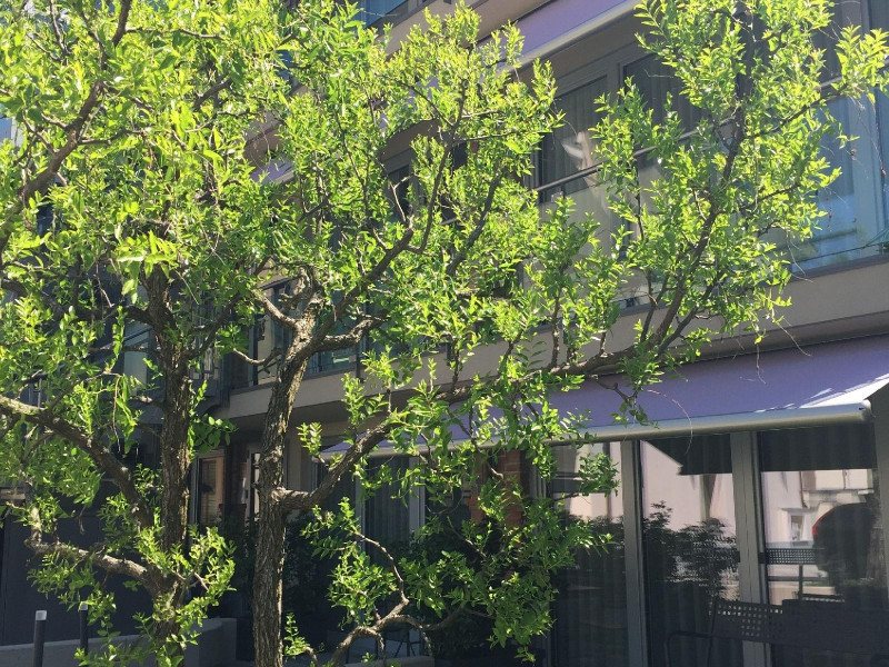 Rivetto Suites